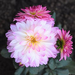 January - flowers.jpeg