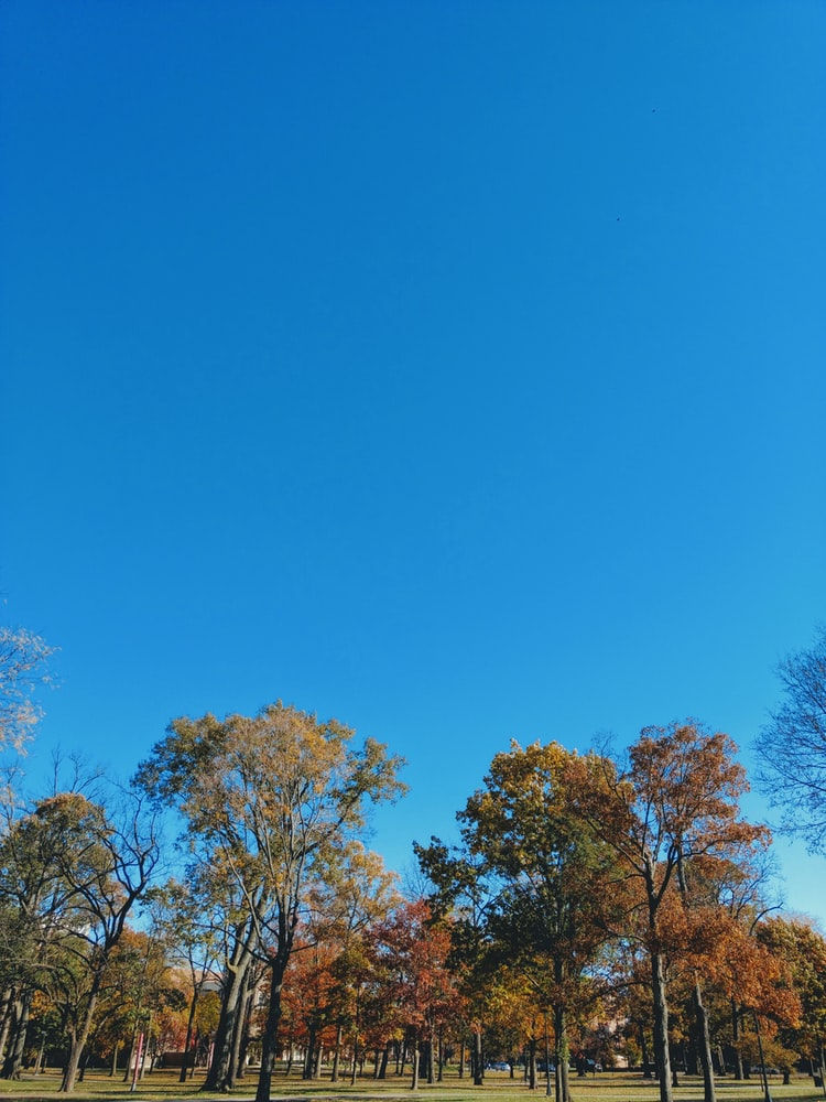 blue sky trees.jpeg