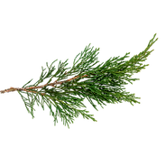Cypress_AY_edited.png