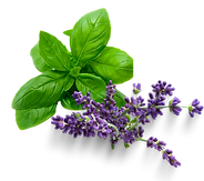basil + lavender_AY.png