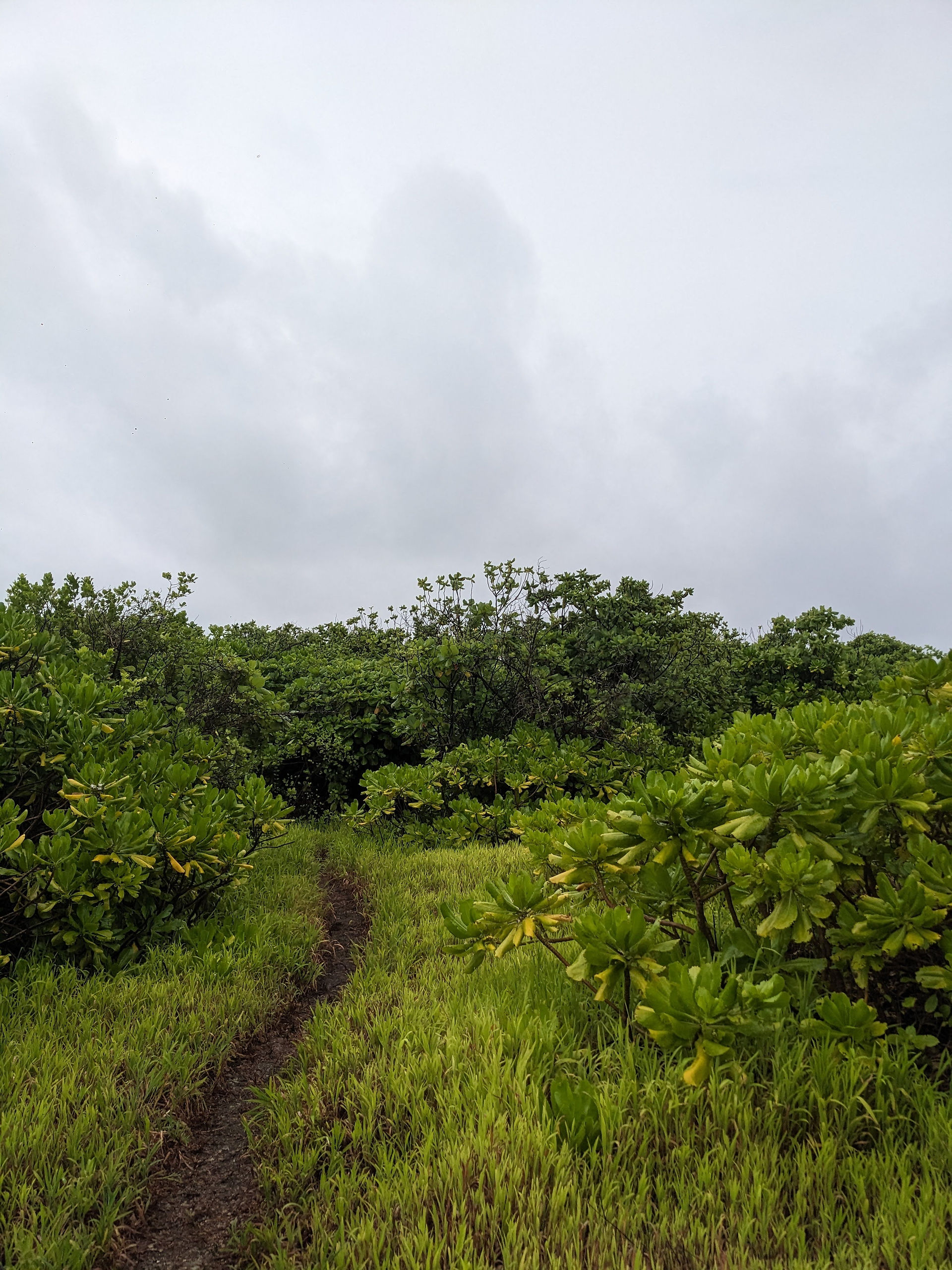 Kalpitty Island’s Lush Walking Trail