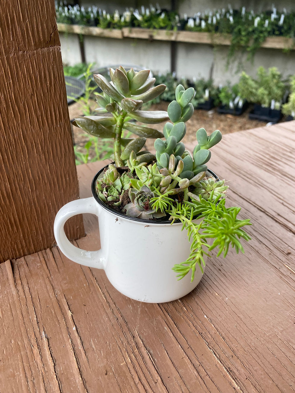 Thumbnail: Succulent Mugs & Coffee
