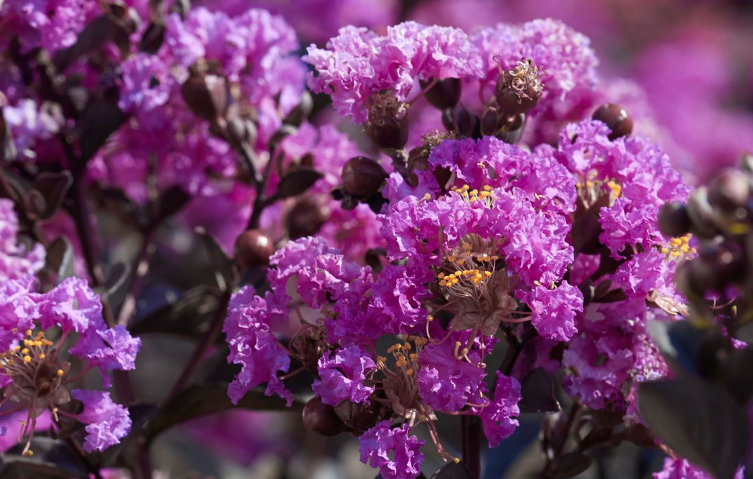Black Diamond® Purely Purple Crape Myrtle