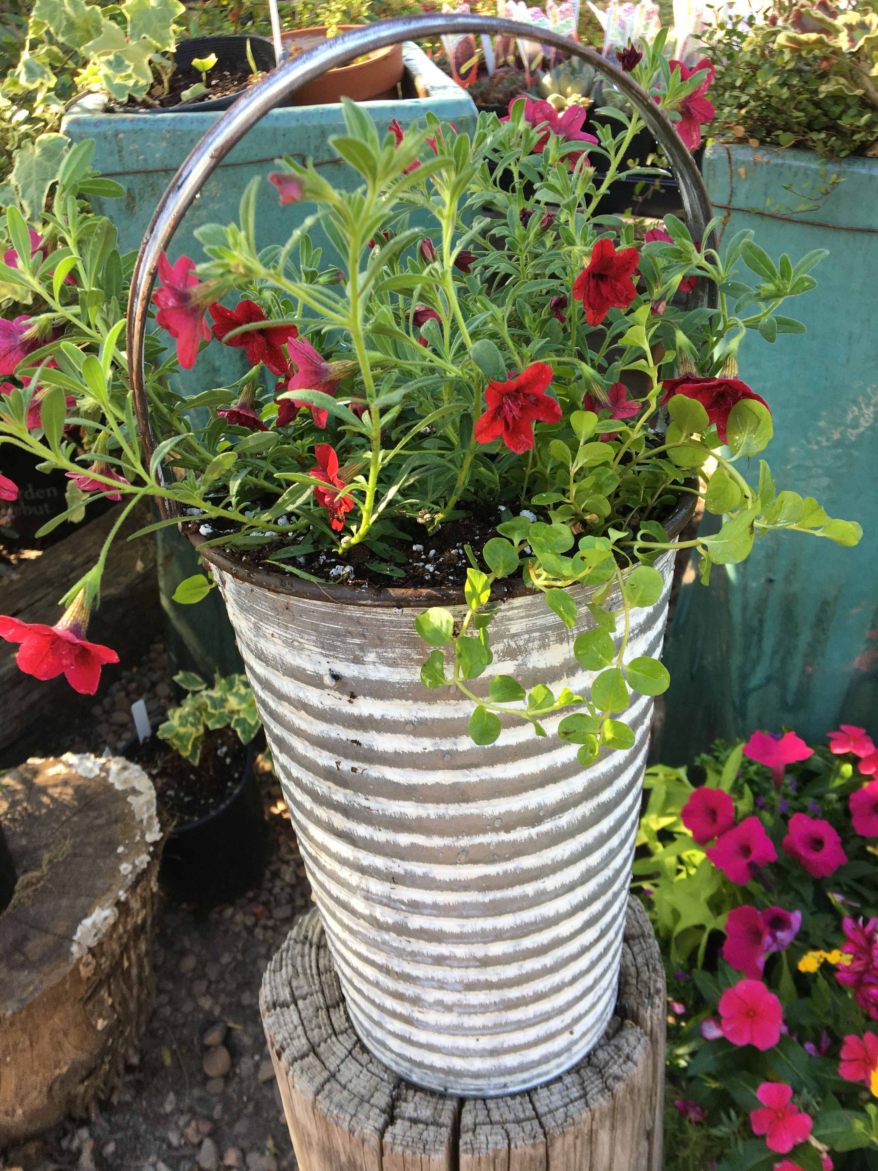 Cream Tin Ribbed Bucket Combo (Red and Creeping Jenny)