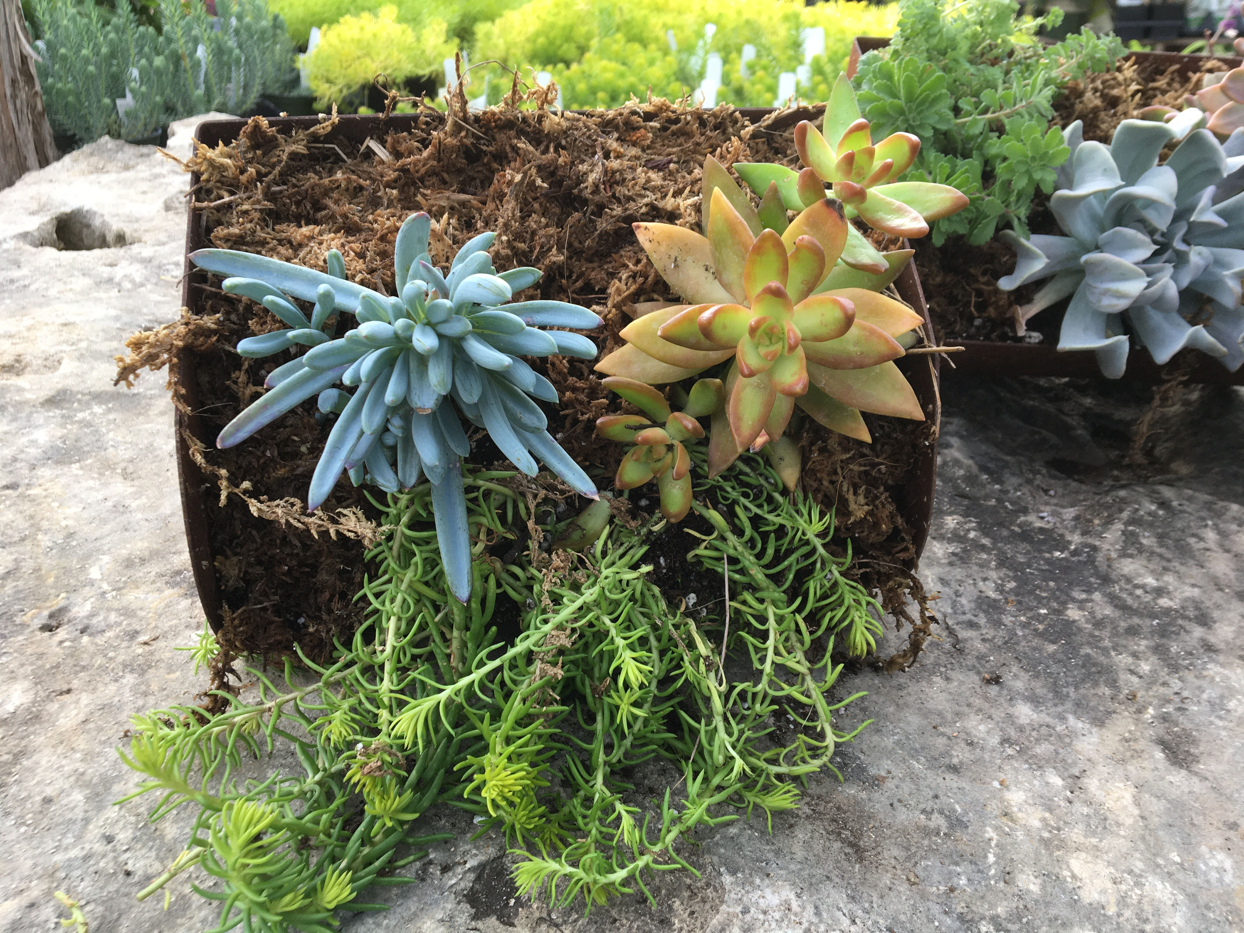 Succulent Grain Conveyor Container 1