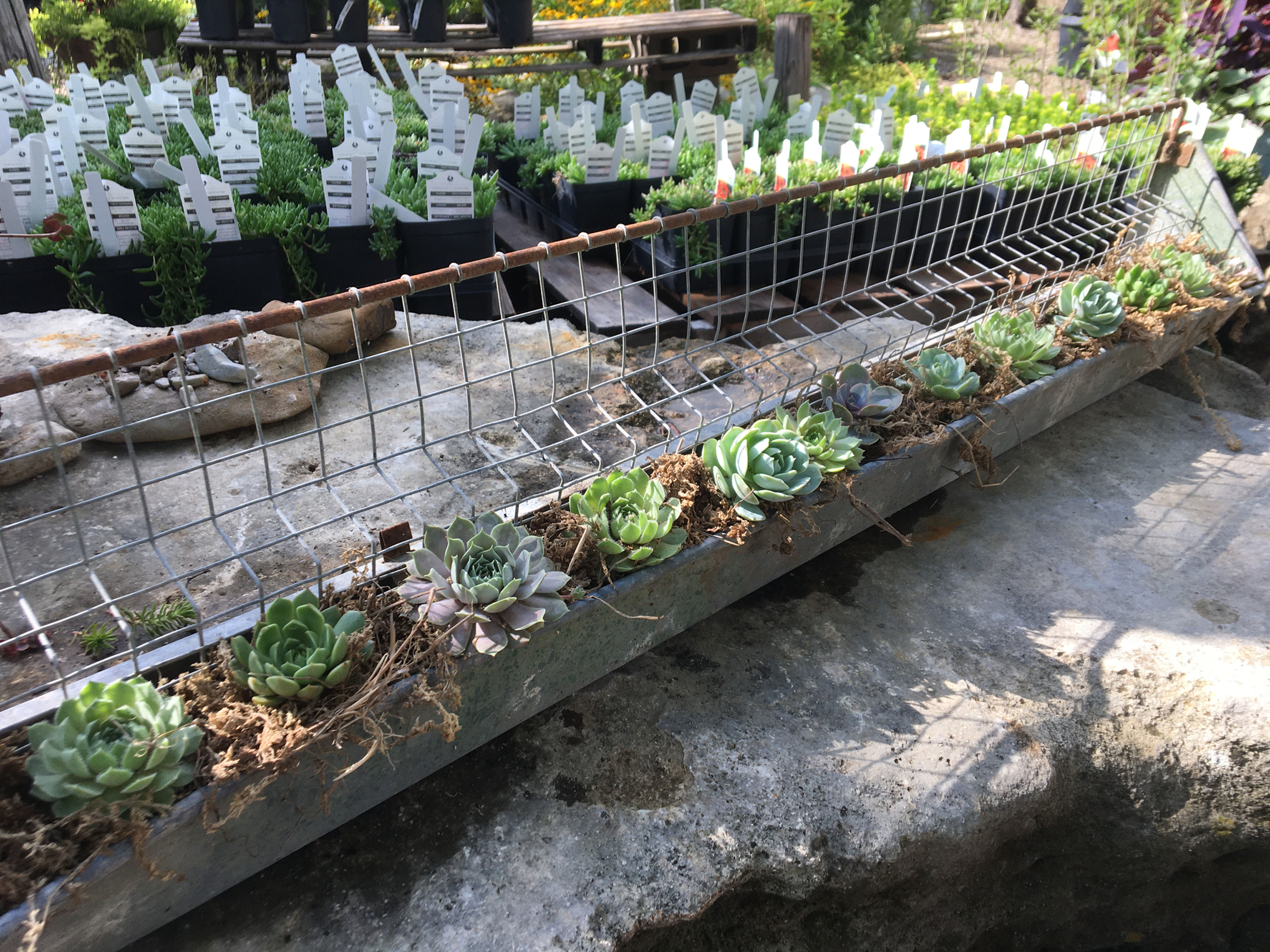 Succulent Chicken Feeder Planter