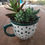 Thumbnail: Succulent Mug Kit