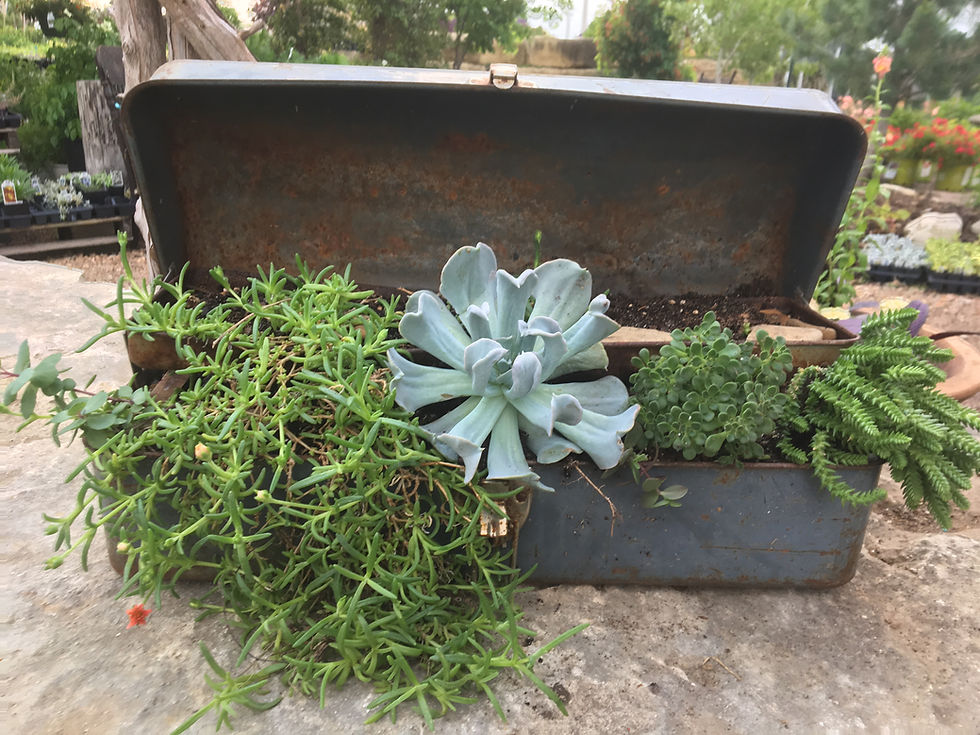 Thumbnail: Upcycled Planter Workshop