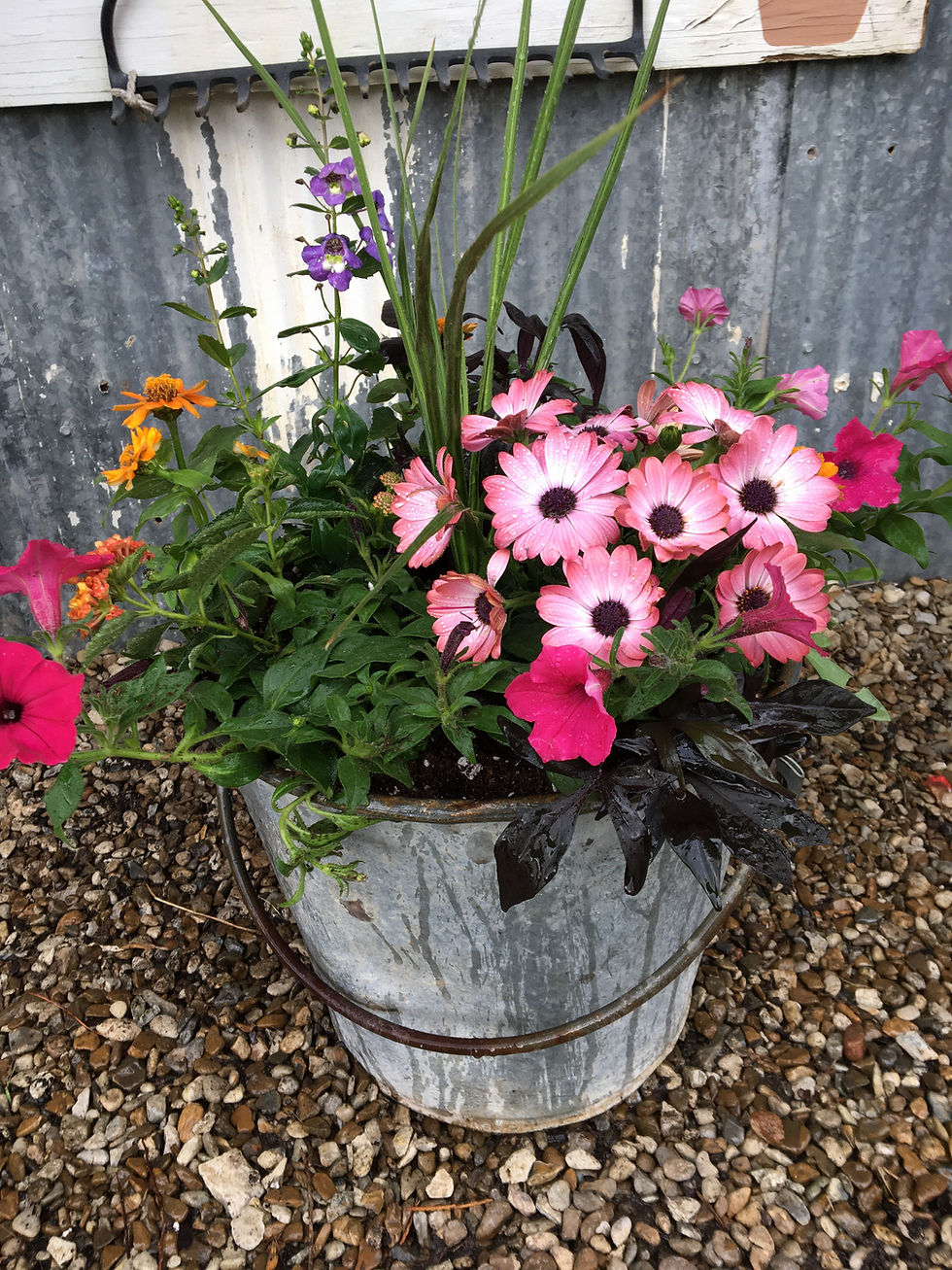 Thumbnail: Upcycled Planter Workshop
