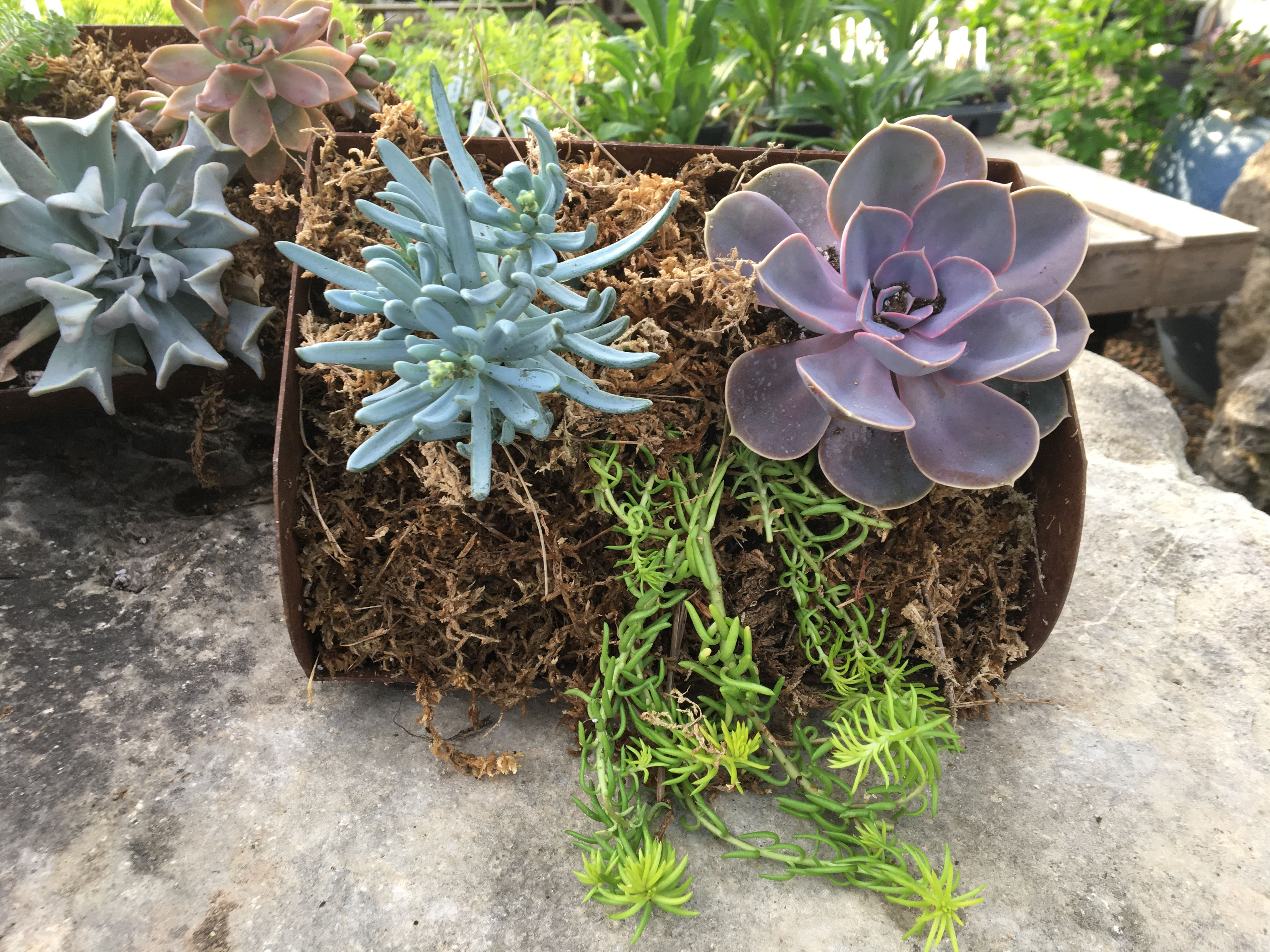 Succulent Grain Conveyor Container 3