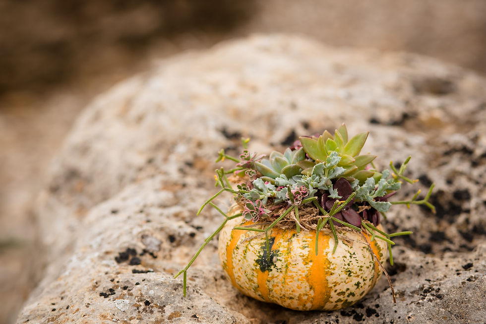 Thumbnail: Succulent Pumpkin Arrangement Class