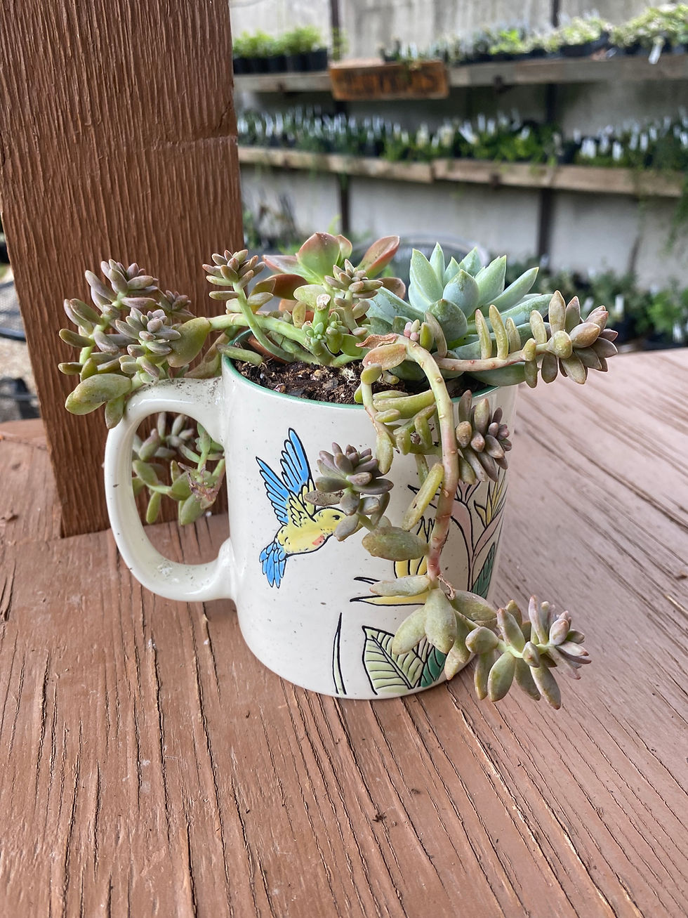 Thumbnail: Succulent Mugs & Coffee