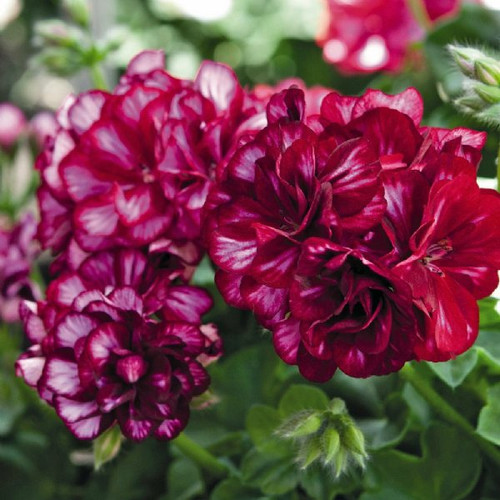 Great Balls of Fire™ Burgundy Blaze Ivy Geranium Mysite