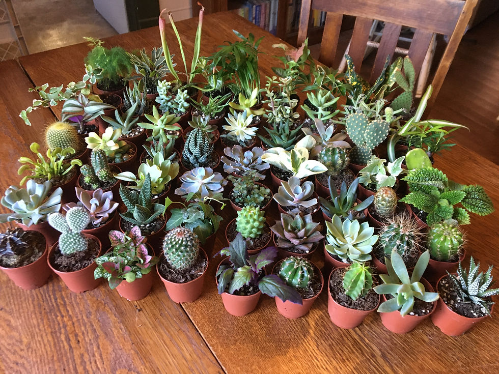 Thumbnail: Ultimate Houseplant Pack