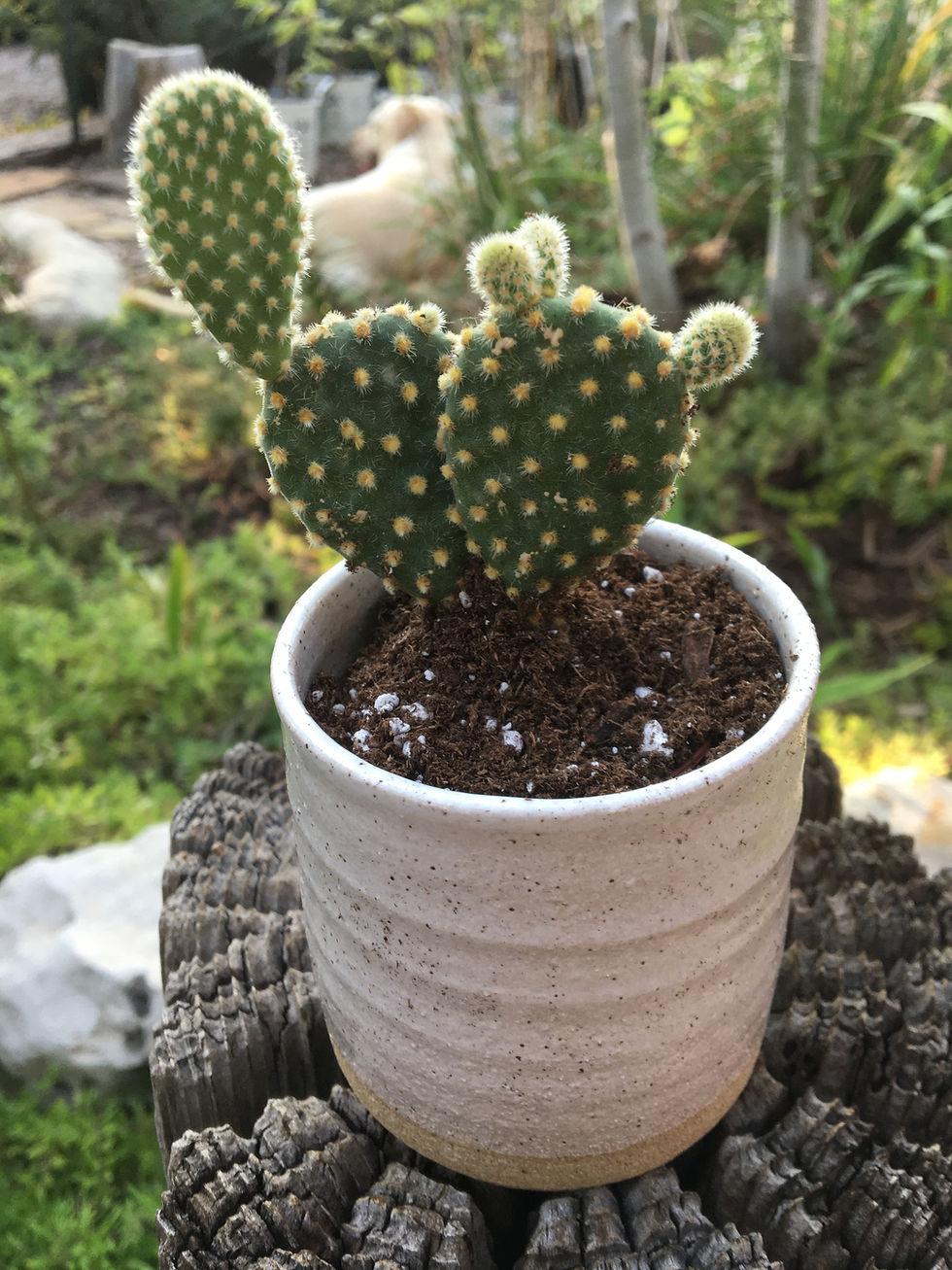 Thumbnail: Mini Planters (Handmade)