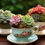 Thumbnail: Succulent Teacup Garden Event