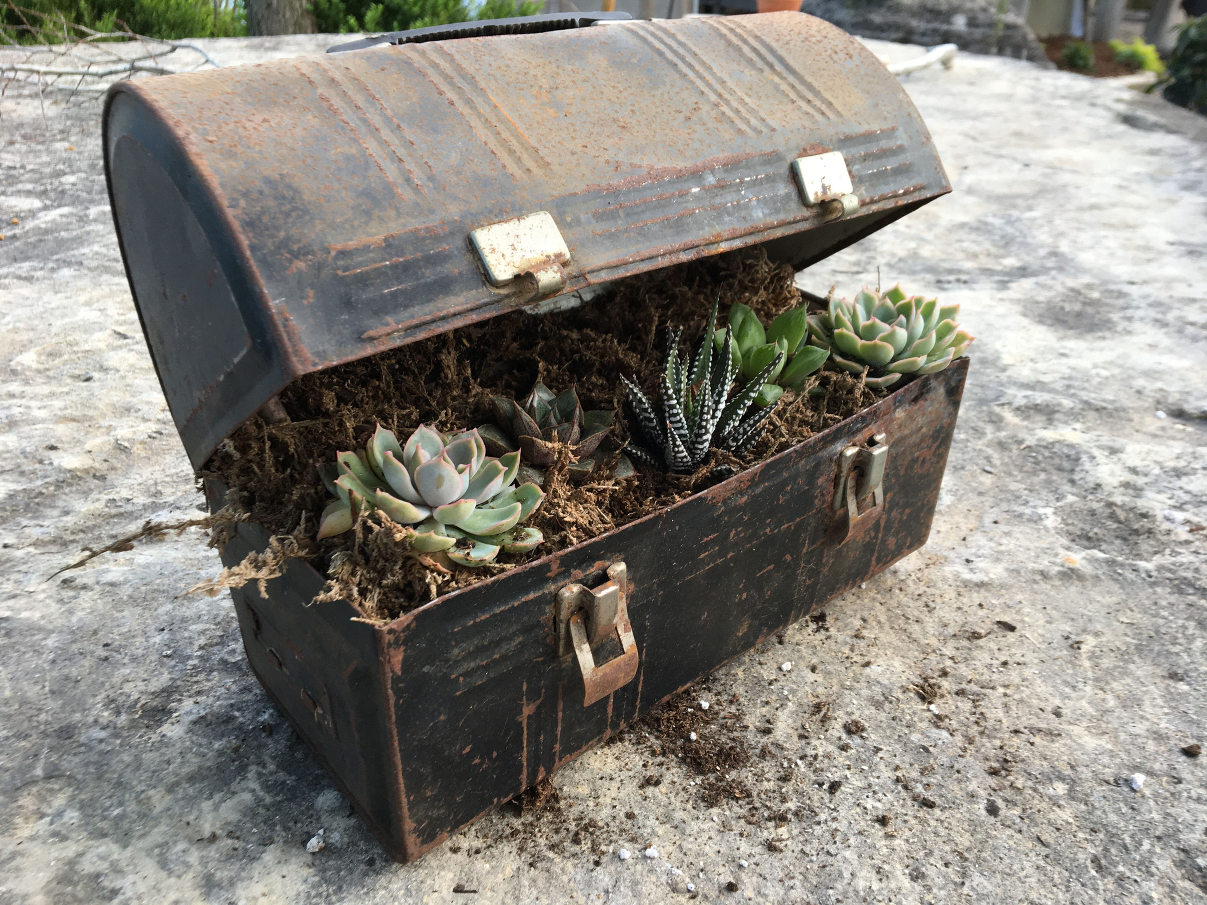 Lunch Break Succulent Container