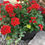 Thumbnail: Red Verbena Combo Pot