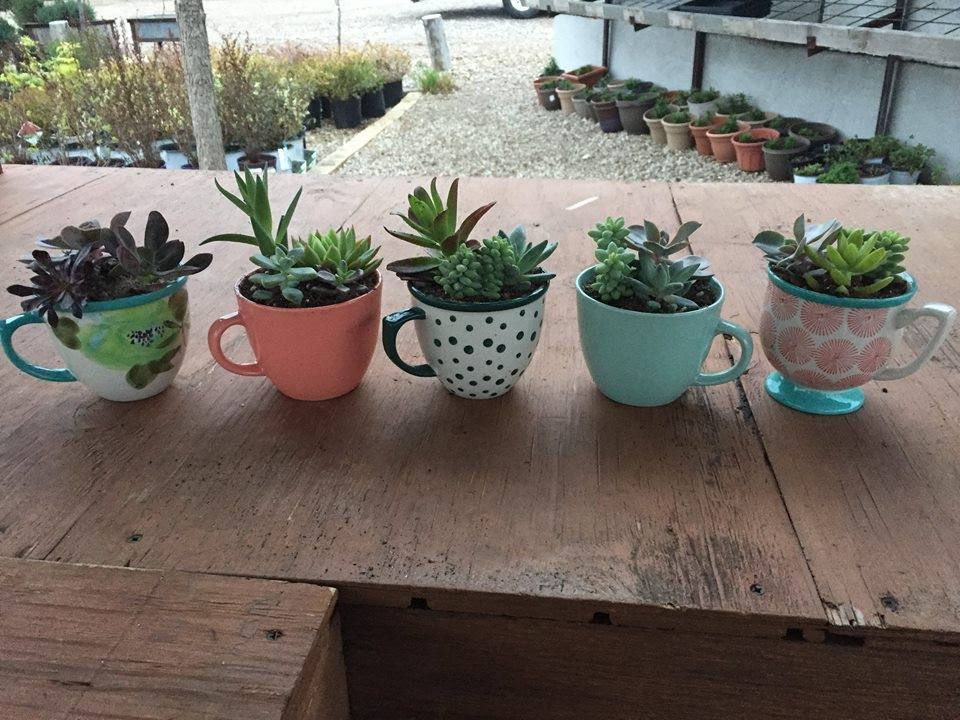 Thumbnail: Succulent Mugs & Coffee