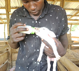 animal care (1).jpg