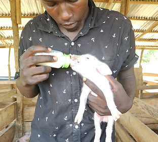 animal care (1).jpg
