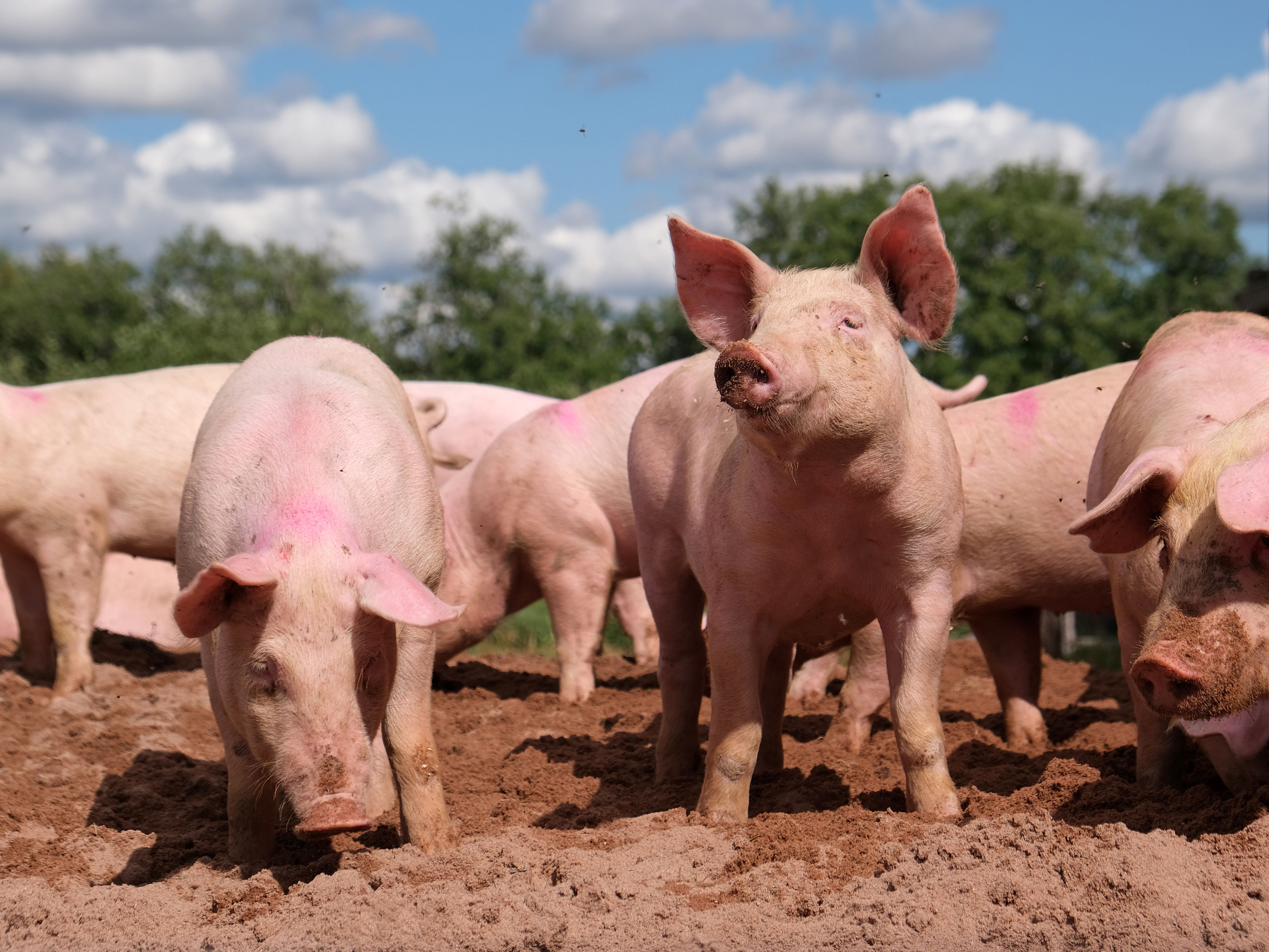 Pig