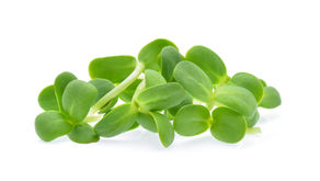 Microgreen Seed Density Charts