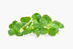 Microgreens shoots