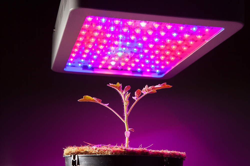 The 5 Best LED Grow Lights to Use for