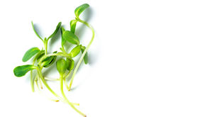 Growing Sunflower Shoot Microgreens