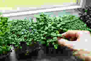 Growing microgreens at home