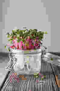 Microgreens Radish