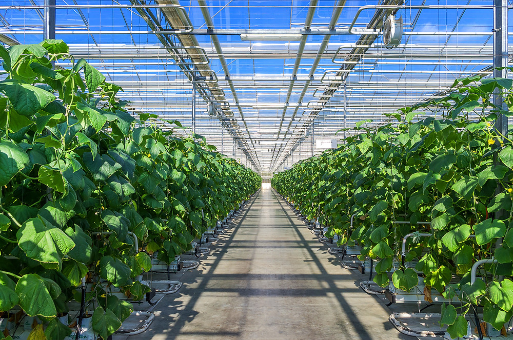 Hydroponic greenhouse
