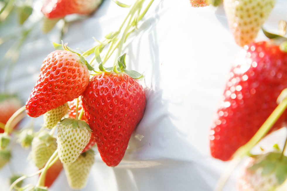 hydroponic strawberries