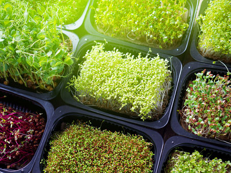 Growing Microgreens for Profit: Is It a Good Idea for a New Business?