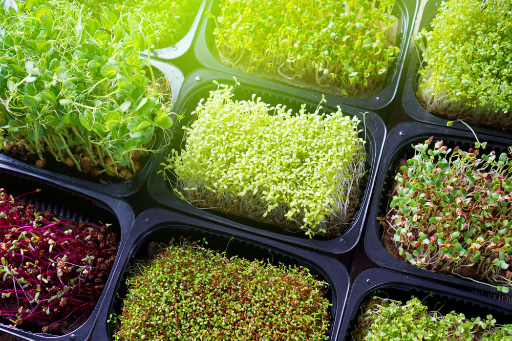 Growing Microgreens for Profit Is It a Good Idea for a New Business?