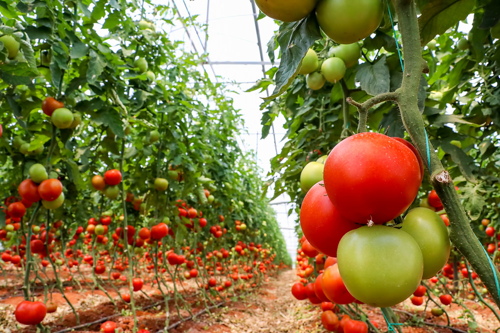 hydroponics tomatoes