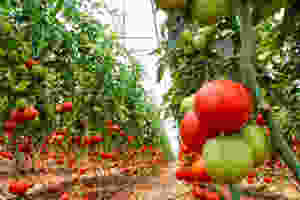 hydroponics tomatoes