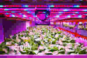 grow lights