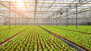 Greenhouse Types: How to Choose the Right One for Your Garden