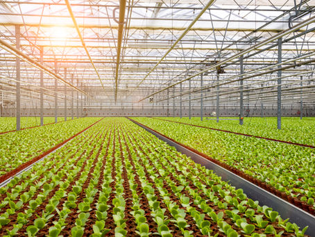 Greenhouse Types: How to Choose the Right One for Your Garden