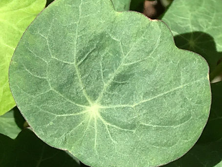 All the elements microgreens requires