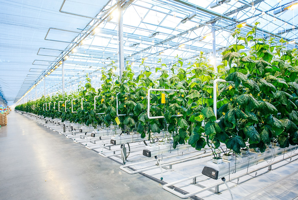 Hydroponics farm