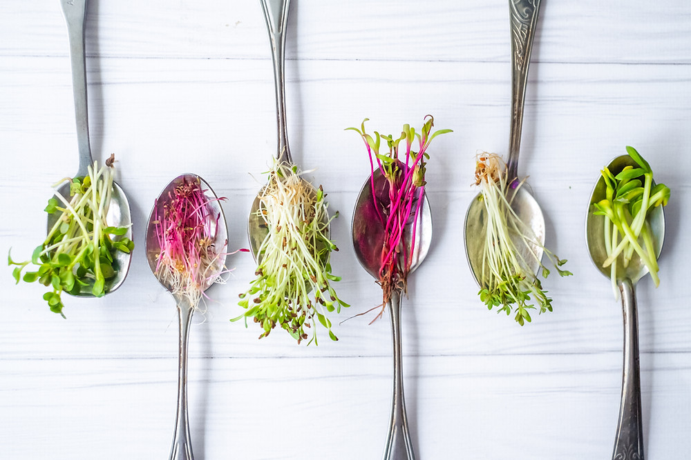 harvesting microgreens