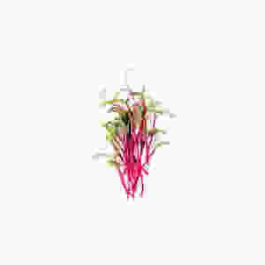 microgreens