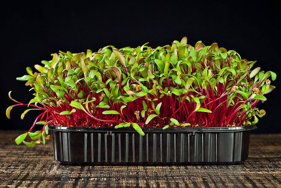 microgreens.jpeg