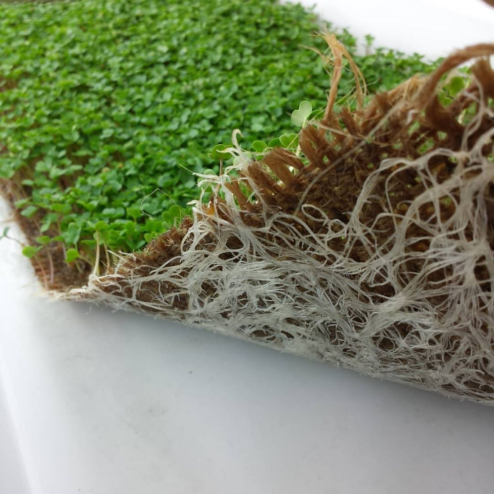 How to grow arugula microgreens