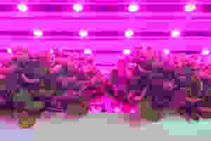 Led grow lights