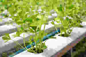 hydroonics celery grown at home farm