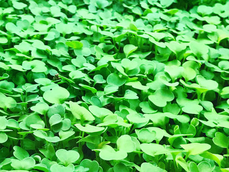 Microgreens with mega nutrients